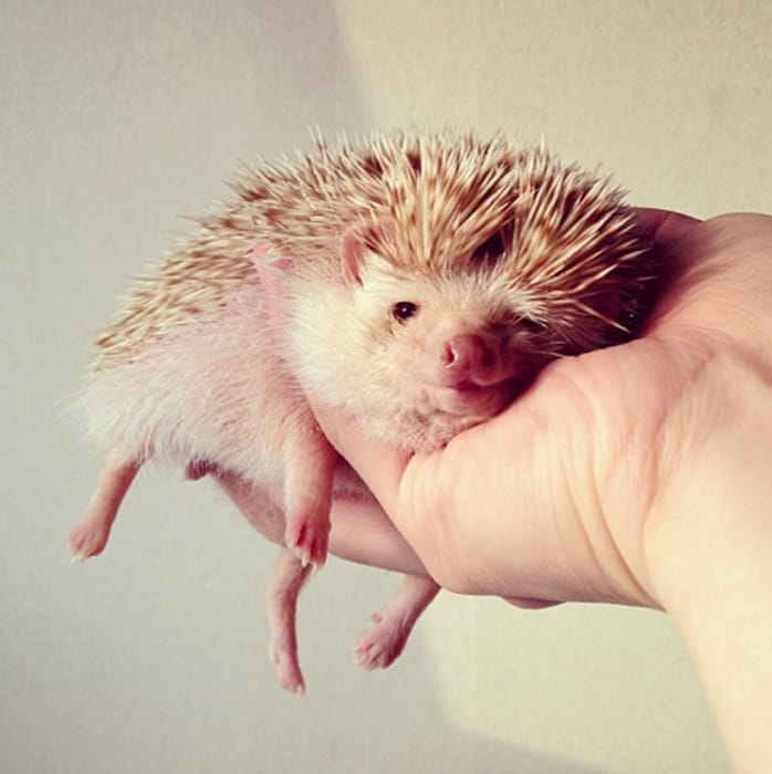 &#169; @darcytheflyinghedgehog/Instagram