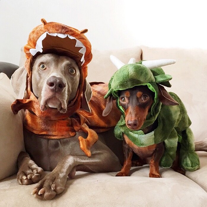 Harlow and Indiana