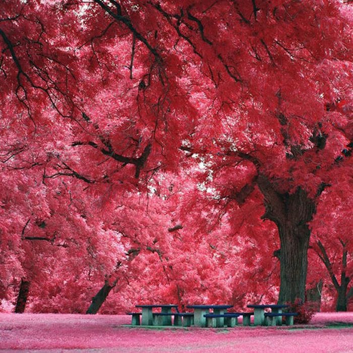 Japanese Maple Tree, Austin, Texas