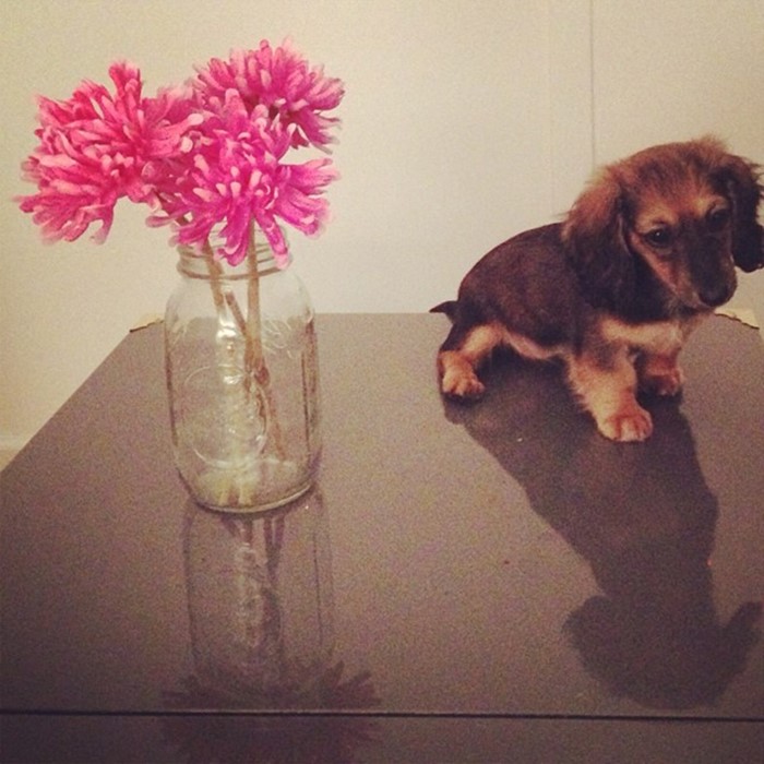 Dachshund on a table