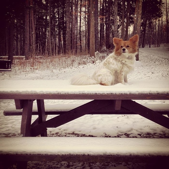Papillon on a table