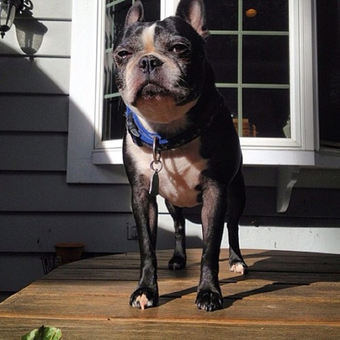 Boston terrier on a table