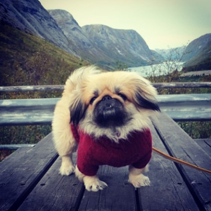 Pekingese on a table