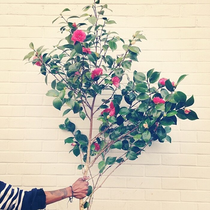 Courtesy of @hattieflower (That Flower Shop)