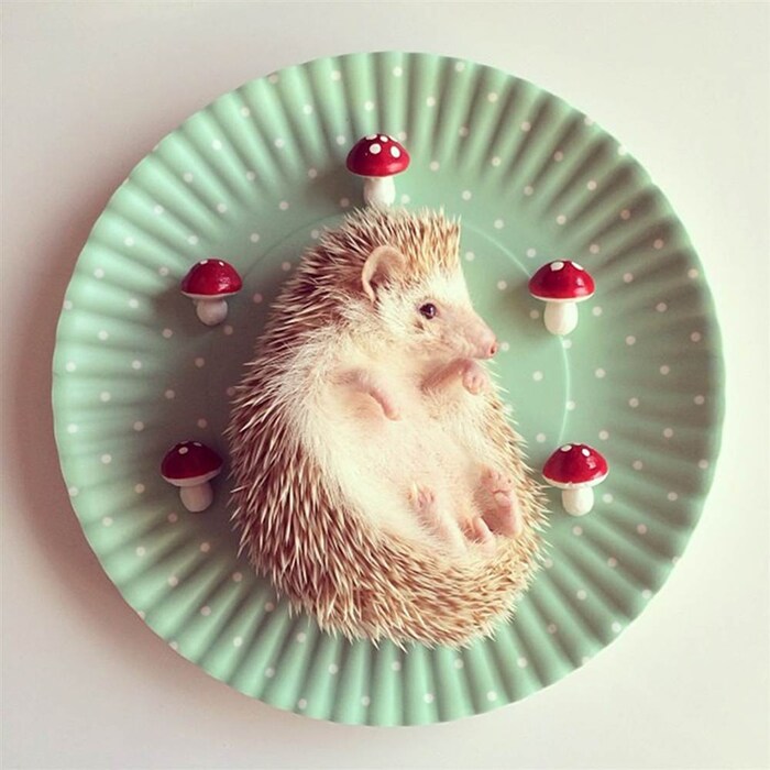 &#169; @darcytheflyinghedgehog/Instagram