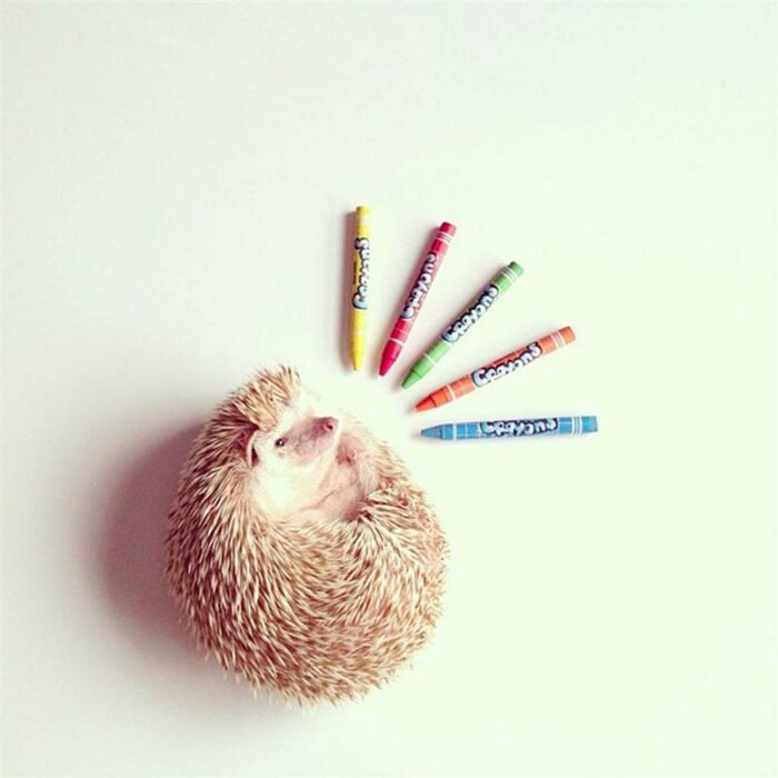 &#169; @darcytheflyinghedgehog/Instagram