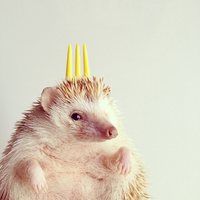 &#169; @darcytheflyinghedgehog/Instagram