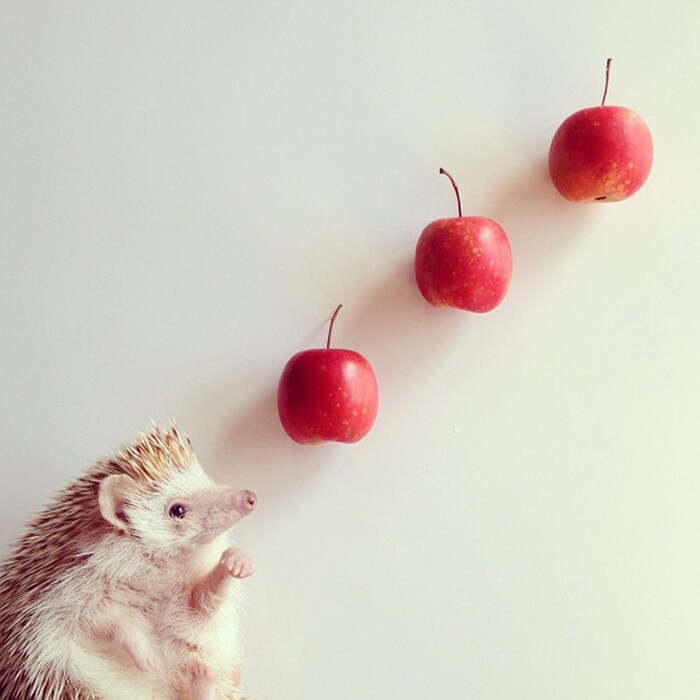 &#169; @darcytheflyinghedgehog/Instagram