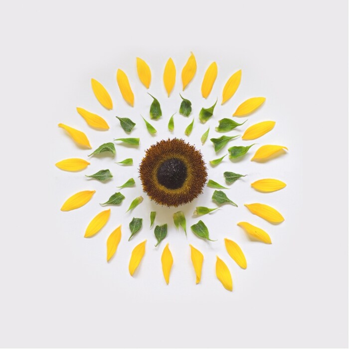 Exploded Flowers