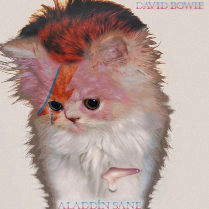 David Meowie