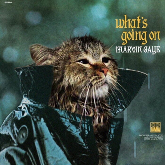 Meowvin Gaye
