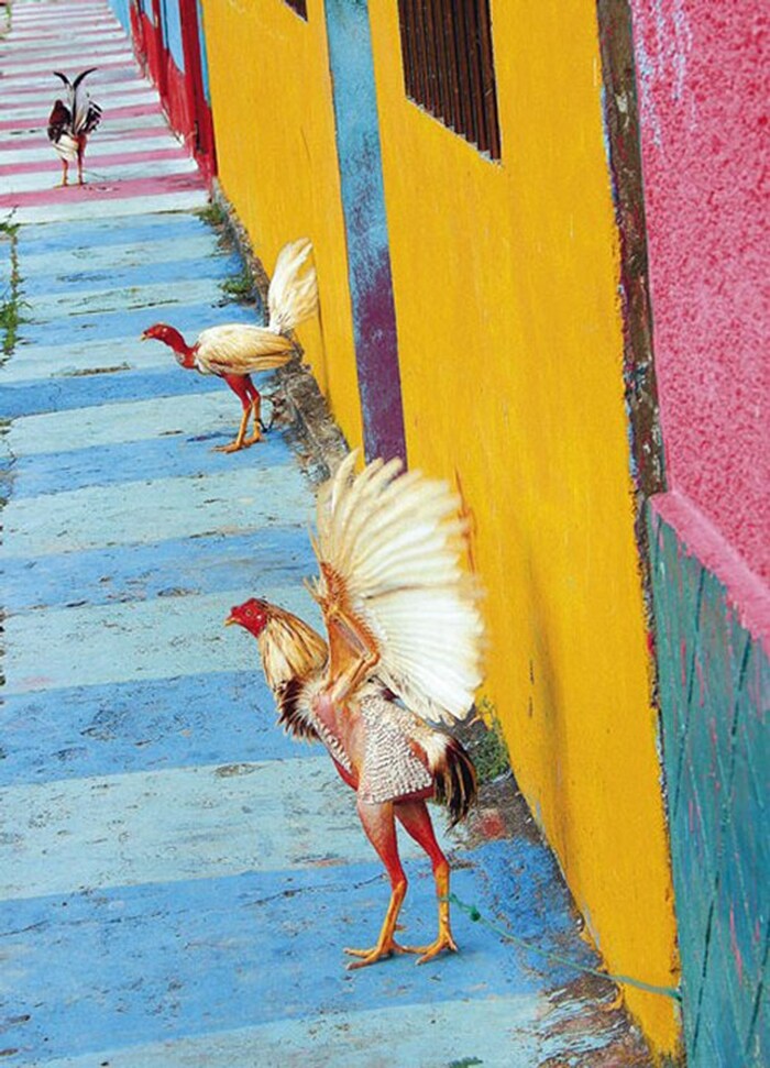 Bewitching Birds