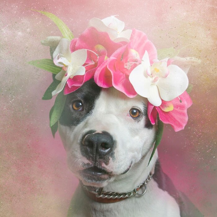 Fancy