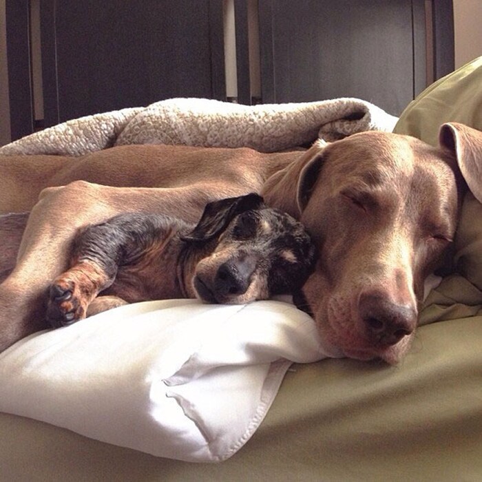 Harlow and Sage
