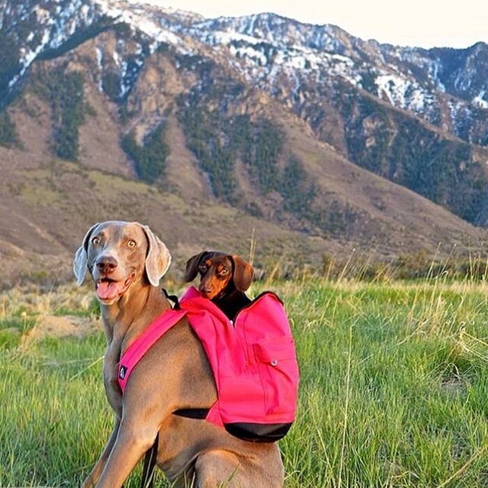 Harlow and Indiana