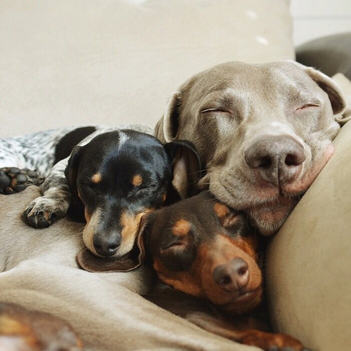 Harlow and Indiana and Reese