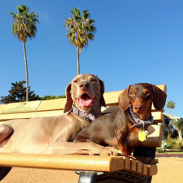 Harlow and Indiana