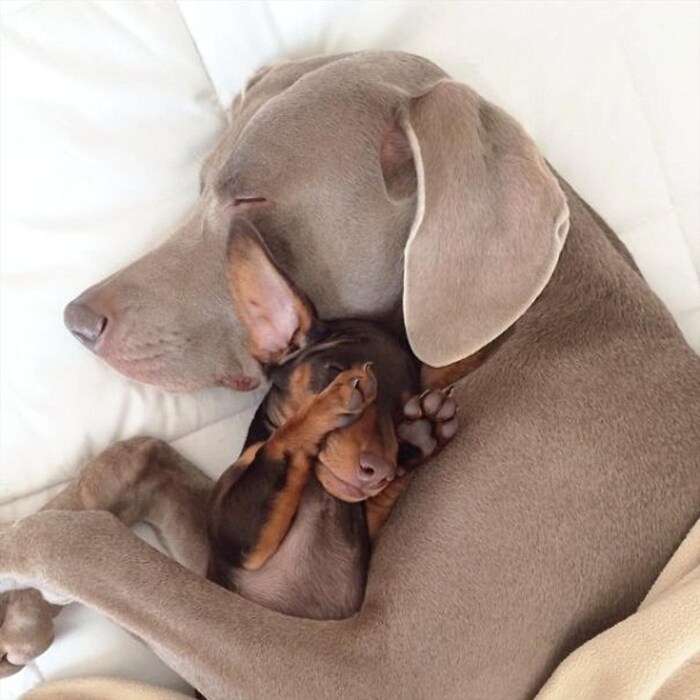 Harlow and Indiana