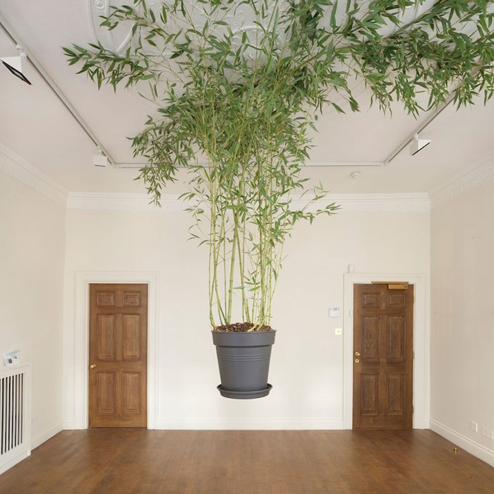 Rodrigo Matheus Coqueiro Chorão, 2014 potted bamboo plant