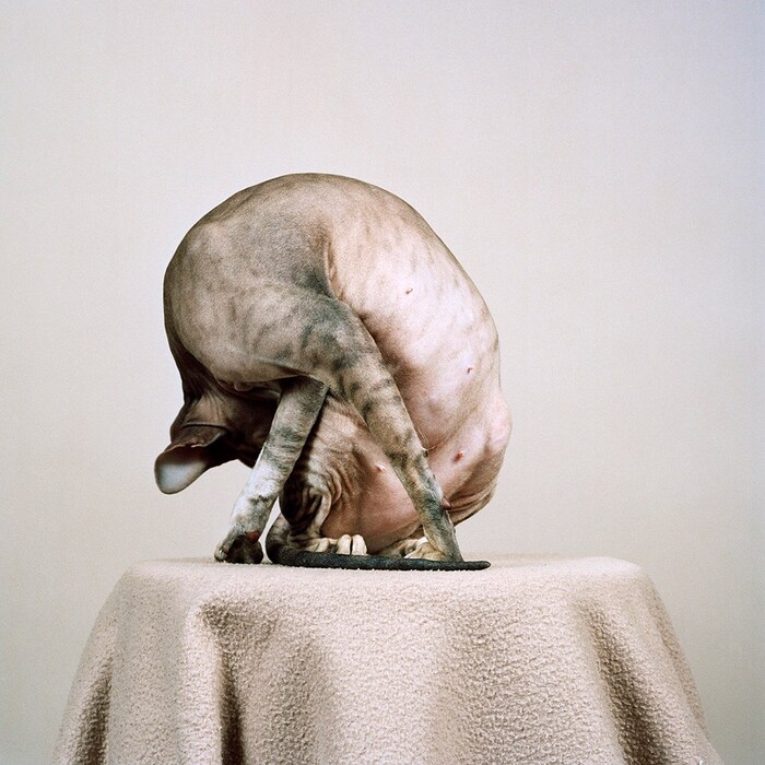 peterbald