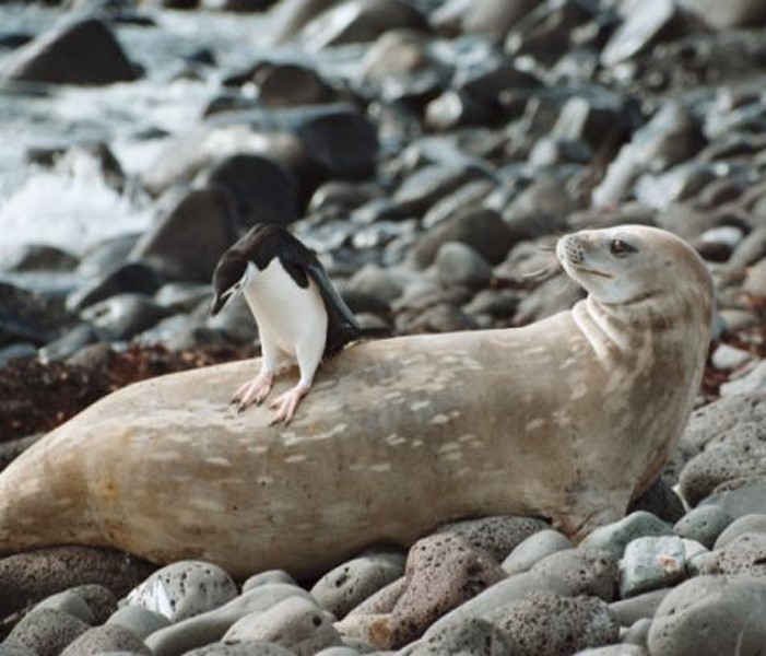Penguin riding seal