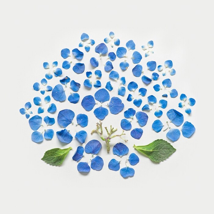 Exploded Flowers