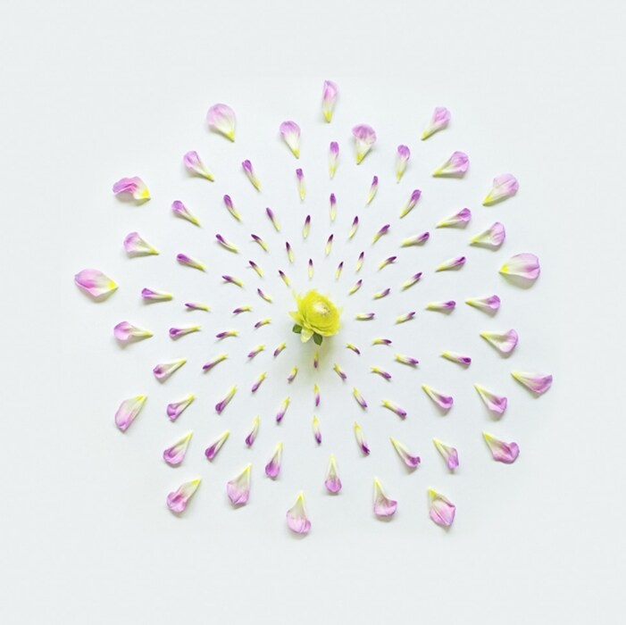 Exploded Flowers