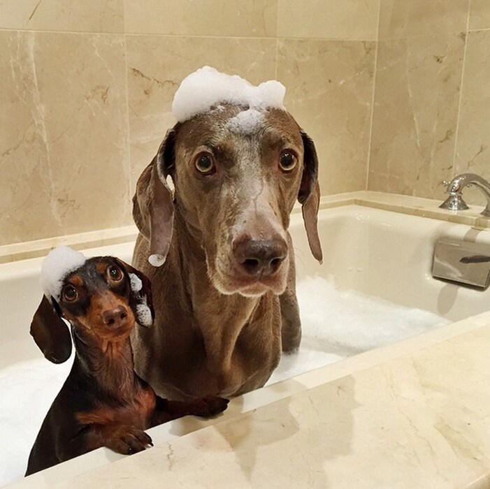 Harlow and Indiana