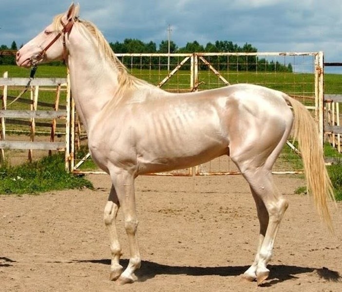 A Pink Albino Stallion