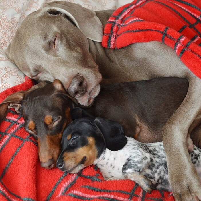 Harlow and Indiana and Reese