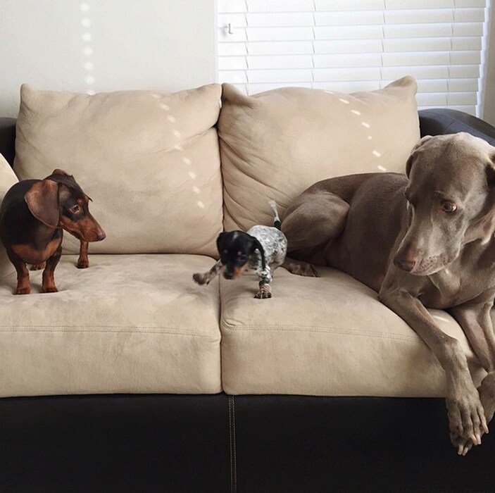 Harlow and Indiana and Reese meeting
