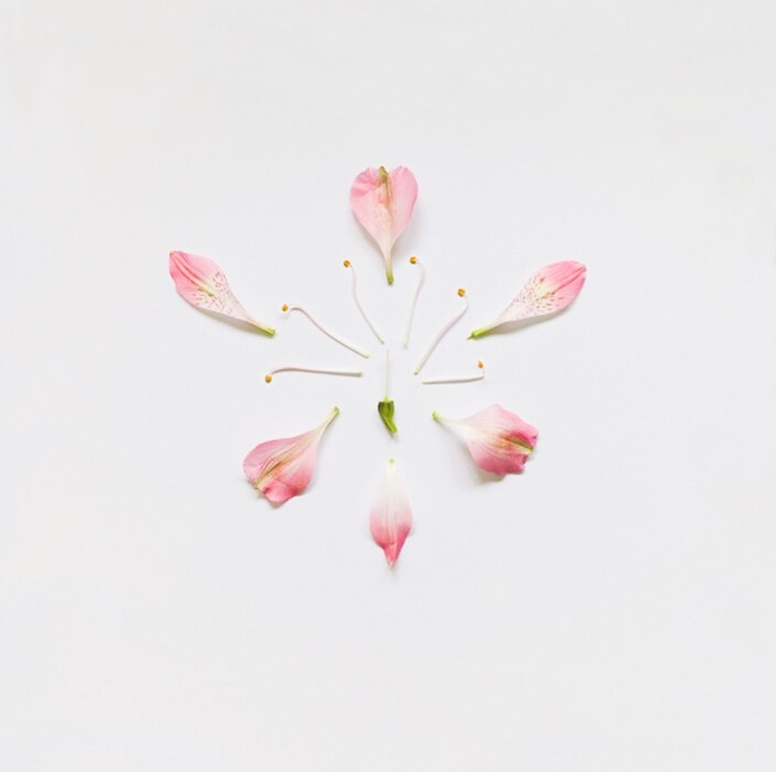 Exploded Flowers