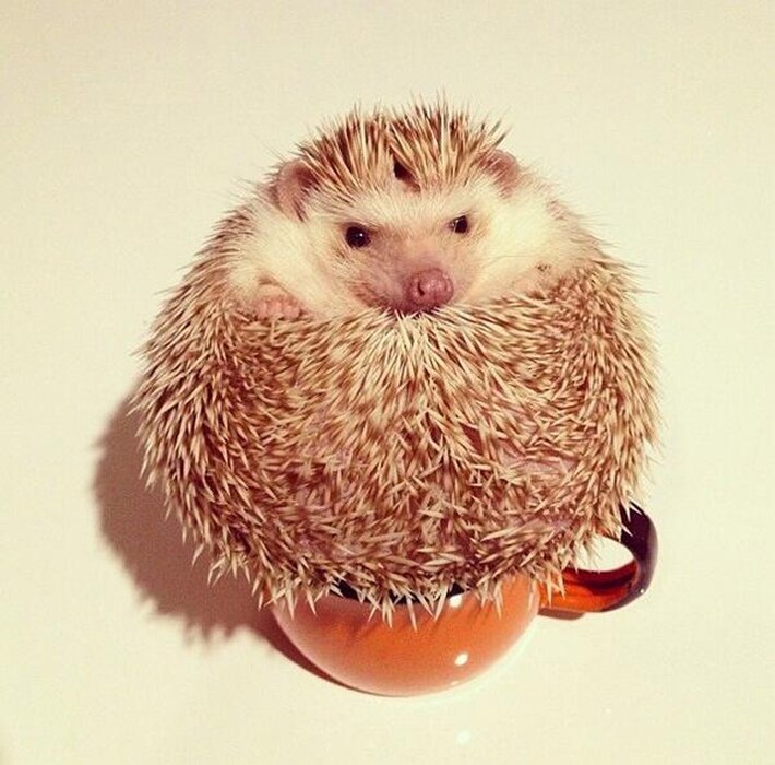 &#169; @darcytheflyinghedgehog/Instagram