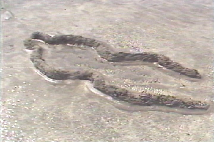 Ana Mendieta: Earthbound | AnOther