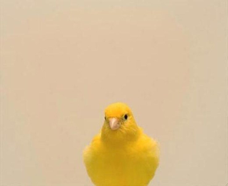 Loves turning yellow, as chosen by Luke Spice