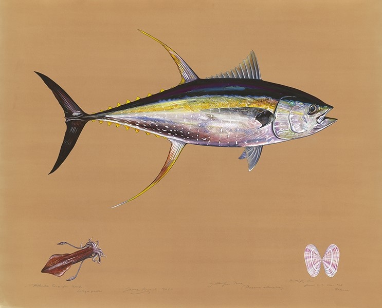 Yellow Fin Tuna (Thunnus albacares), Bimini, Bahamas