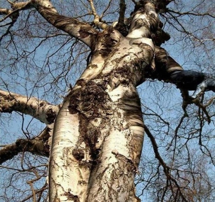 Tree nude seen from below