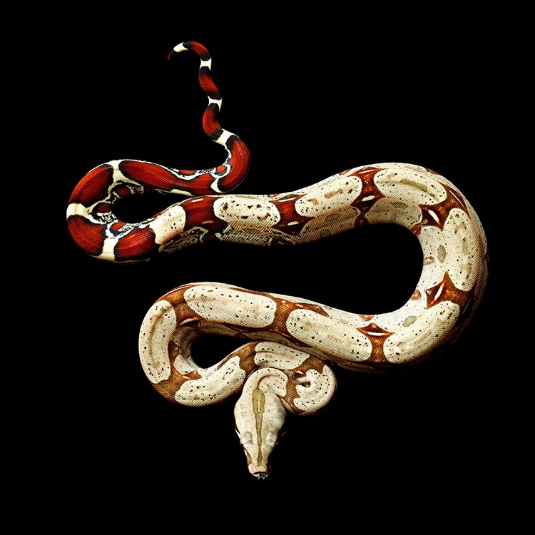 Red Tail Boa