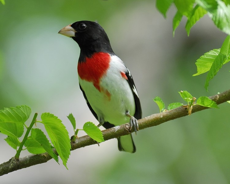 Michelle Williams | The Rose-breasted Grosbeak | AnOther