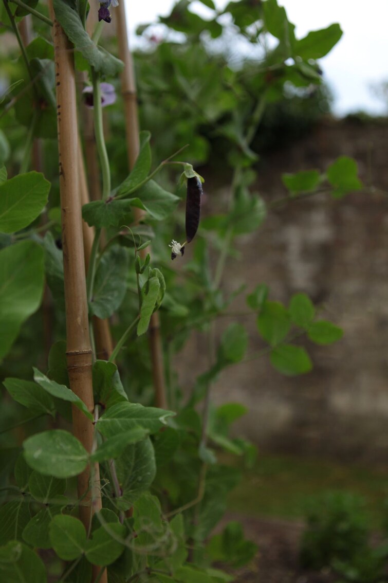 Richard Vine’s kitchen garden at Lucknam Park