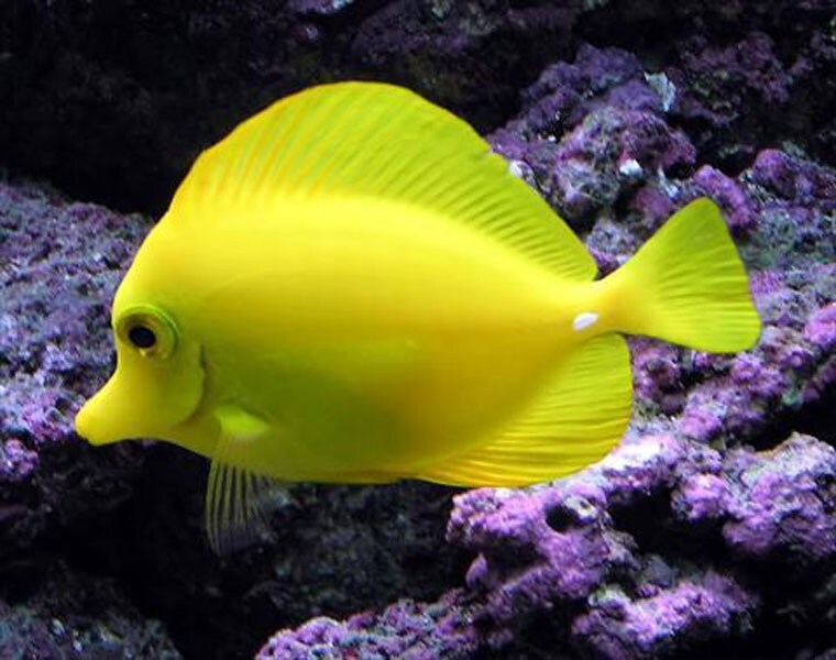 Yellow Tang Fish (Zebrasoma Flavescens) chosen by Senior PR 