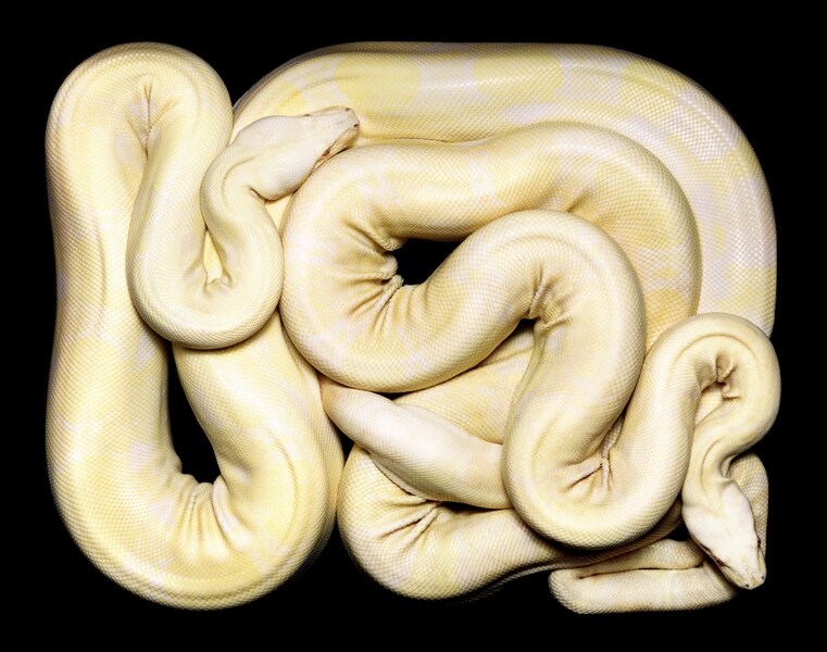 Boa constrictor imperator, 2002