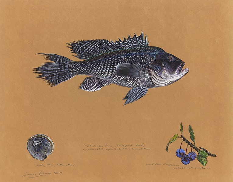Black Sea Bass (Centropristis striata), Dartmouth, Massachus