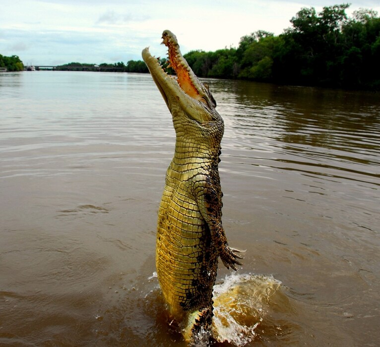 Crocodile leaping
