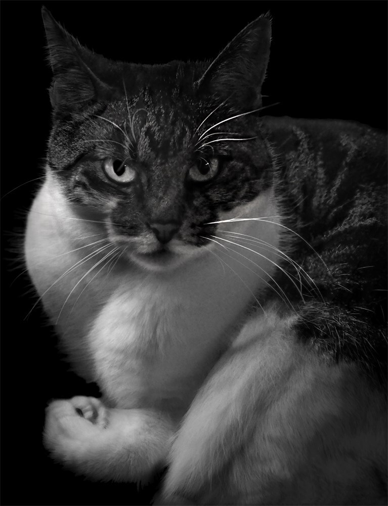 Cats