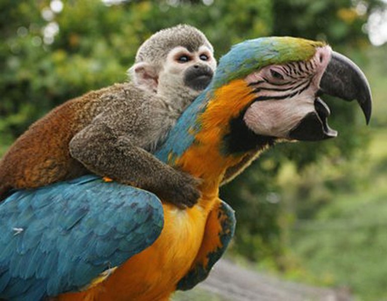 Monkey riding parrot
