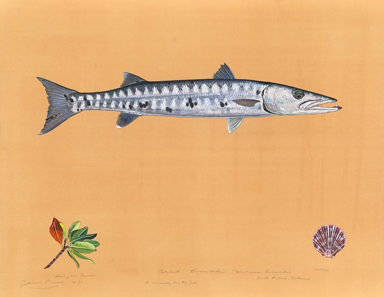 Barracuda, (Sphyraena barracuda), South Andros Island, Baham