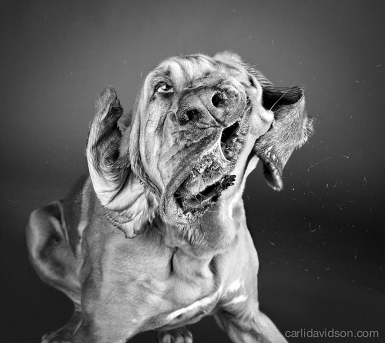 From Shake by Carli Davidson