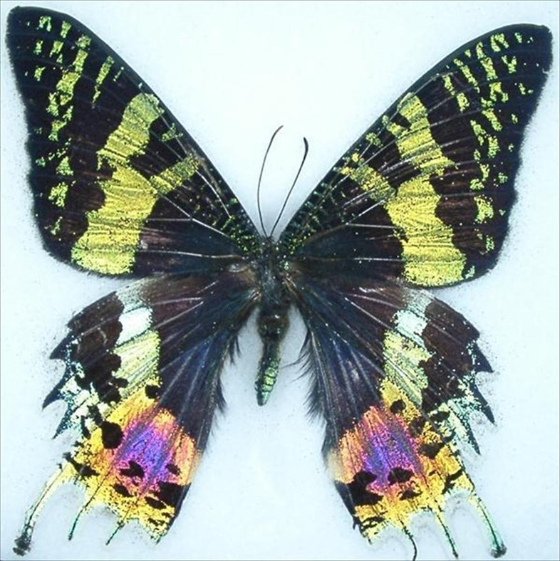 Urania ripheus – sunset moth