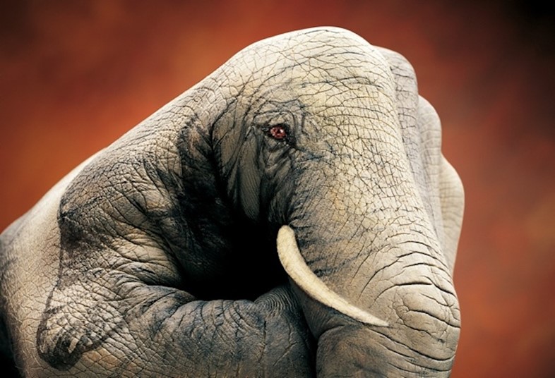 Elephant by Guido Daniele